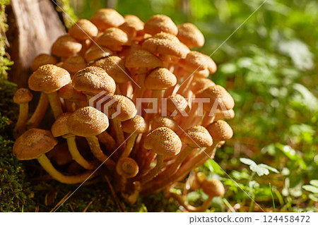 Mushrooms of honey mushrooms grow in the forest near an old stump. A sunny summer or autumn day. Close-up. Mushrooms of honey mushrooms grow in the forest near an old stump. A sunny summer or autumn day. Close-up. 124458472