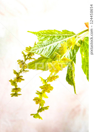 早春的楓樹花 124458654