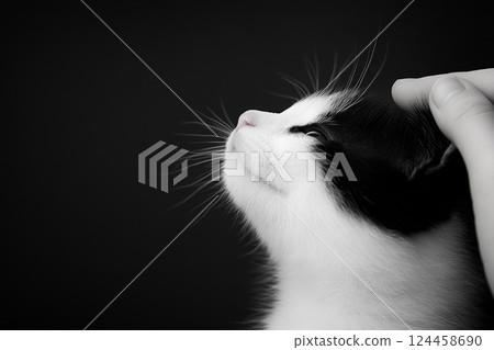 Child gently pets a black and white kitten in a warm clinical setting creating a calming atmosphere 124458690