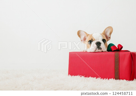 A playful bulldog puppy peeks out from behind a large Christmas gift on a fluffy rug 124458711