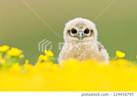 A white owl with dark eyes stands among vibrant yellow wildflowers during a calm afternoon in nature 124458795