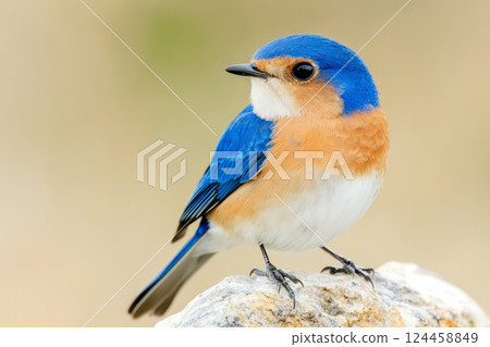 A small blue and orange bird perched on a rock against a soft, earthy background in natural light 124458849