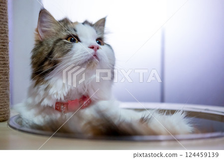 Close up of cute fluffy white cat in clear bowl on cat tree. Mixed breed cat between Maine Coon and Scottish Fold. Close up of cute fluffy white cat in clear bowl on cat tree. Mixed breed cat between Maine Coon and Scottish Fold. 124459139