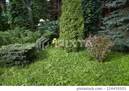 green garden with dwarf spruce thuja, barberry, hydrangea, wild grapes, blue spruce. Copy space green garden with dwarf spruce thuja, barberry, hydrangea, wild grapes, blue spruce. Copy space 124459303