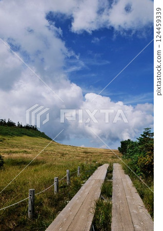 Hachimantai's boardwalk and wide plateau scenery - the beauty of Japan's nature woven together by blue skies and grasslands 124459339