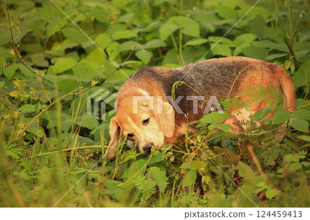 Old Beagle, Skin Disease in Dogs, Scabies in Dogs 124459413