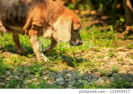 Old Beagle, Skin Disease in Dogs, Scabies in Dogs 124459417