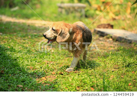 Old Beagle, Skin Disease in Dogs, Scabies in Dogs 124459419