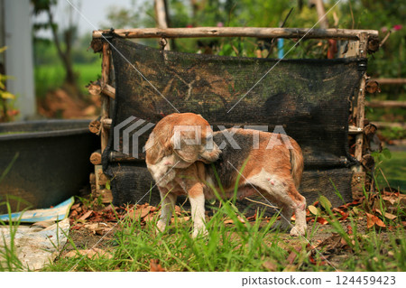 Old Beagle, Skin Disease in Dogs, Scabies in Dogs 124459423