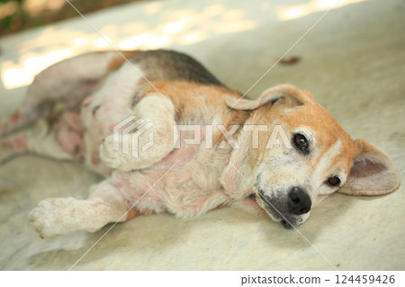 Old Beagle, Skin Disease in Dogs, Scabies in Dogs 124459426