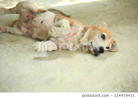 Old Beagle, Skin Disease in Dogs, Scabies in Dogs 124459431
