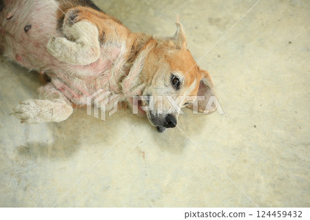 Old Beagle, Skin Disease in Dogs, Scabies in Dogs Old Beagle, Skin Disease in Dogs, Scabies in Dogs 124459432