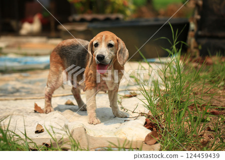 Old Beagle, Skin Disease in Dogs, Scabies in Dogs 124459439