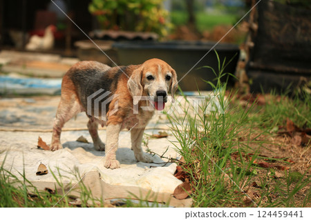 Old Beagle, Skin Disease in Dogs, Scabies in Dogs Old Beagle, Skin Disease in Dogs, Scabies in Dogs 124459441