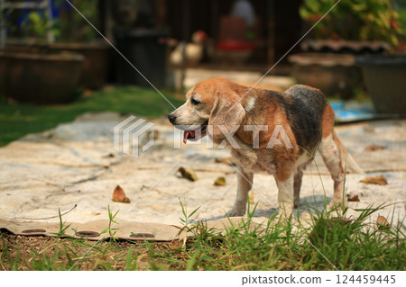 Old Beagle, Skin Disease in Dogs, Scabies in Dogs Old Beagle, Skin Disease in Dogs, Scabies in Dogs 124459445