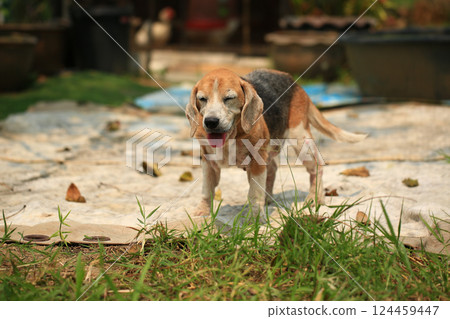 Old Beagle, Skin Disease in Dogs, Scabies in Dogs Old Beagle, Skin Disease in Dogs, Scabies in Dogs 124459447