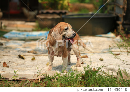 Old Beagle, Skin Disease in Dogs, Scabies in Dogs 124459448