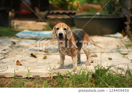 Old Beagle, Skin Disease in Dogs, Scabies in Dogs 124459450