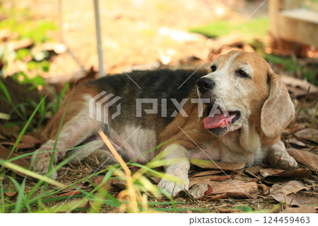 Old Beagle, Skin Disease in Dogs, Scabies in Dogs 124459463