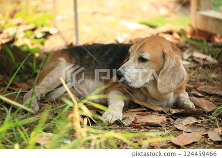 Old Beagle, Skin Disease in Dogs, Scabies in Dogs 124459466