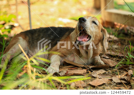 Old Beagle, Skin Disease in Dogs, Scabies in Dogs 124459472