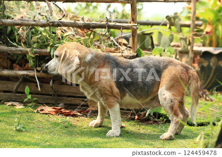 Old Beagle, Skin Disease in Dogs, Scabies in Dogs Old Beagle, Skin Disease in Dogs, Scabies in Dogs 124459478