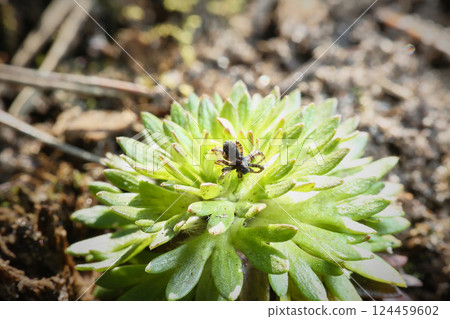 Garden spider on a green prickly succulent flower 124459602