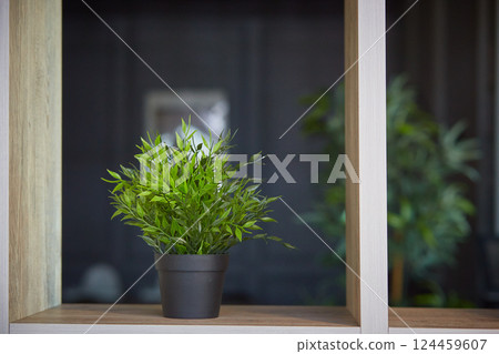 Interior design. Home decoration with potted flowers. Pogonatherum paniceum in a flower pot on a shelf 124459607