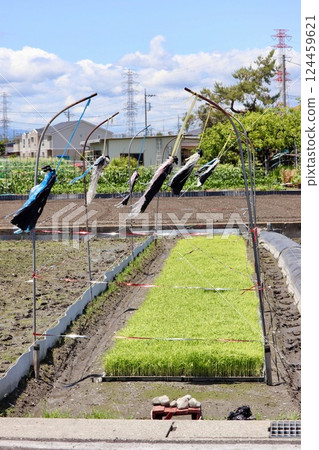 Rice seedlings growing・1 124459621