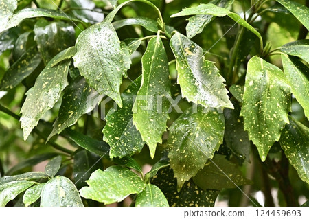Aoki (Filiaoki: with water droplets) Aoki (Filiaoki: with water droplets) 124459693