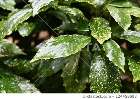 Aoki (Filiaoki: with water droplets) 124459698