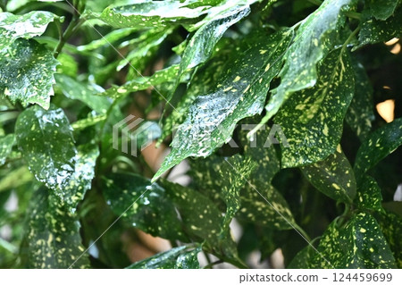 Aoki (Filiaoki: with water droplets) 124459699