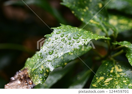 Aoki (Filiaoki: with water droplets) 124459701
