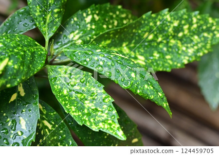 Aoki (Filiaoki: with water droplets) 124459705