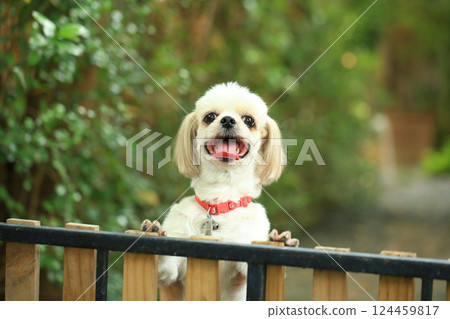 A handsome shih tzu dog is acting curious in the garden, getting groomed. 124459817