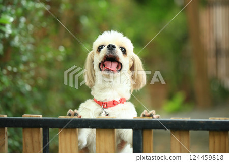 A handsome shih tzu dog is acting curious in the garden, getting groomed. 124459818