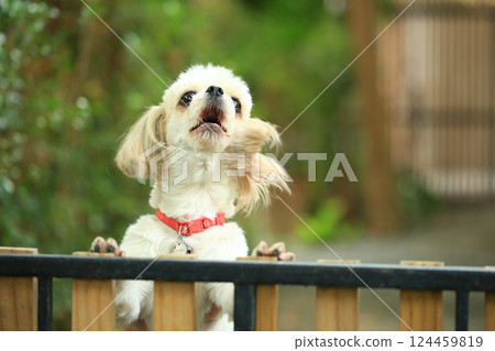 A handsome shih tzu dog is acting curious in the garden, getting groomed. 124459819