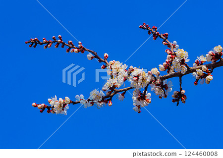 Spring bright flowering branches of apple trees, Rosaceae family: cherry, apple, apricot and other plants on blue clear sky background. The onset of spring, a change of time, a new life 124460008