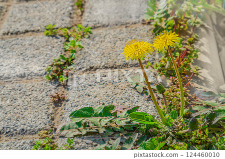 A close-up natural landscape in which plants have grown by the sidewalk in front of tiles and beautiful yellow bright dandelion flowers bloom with copy space. Natural surroundings, environments 124460010