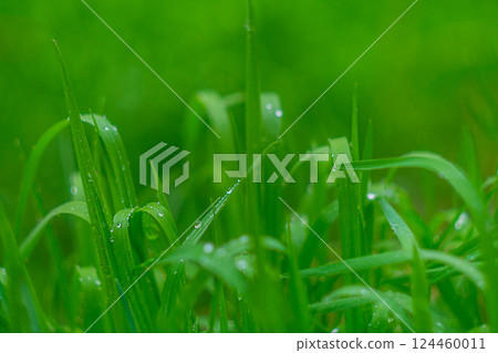 Close-up photo of green grass leaves after rain or with dew drops. Natural environment, wild plants. blank for screensaver or design, wallpaper. Change of seasons, succulent grass, lawn, cultivation Close-up photo of green grass leaves after rain or with dew drops. Natural environment, wild plants. blank for screensaver or design, wallpaper. Change of seasons, succulent grass, lawn, cultivation 124460011