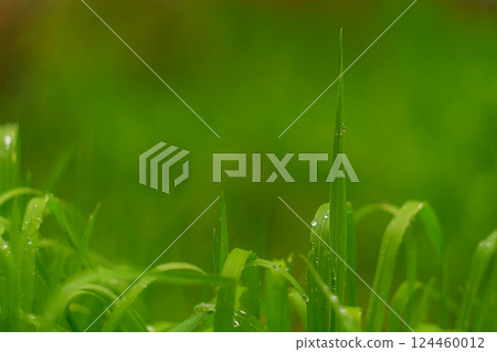 Close-up of green grass leaves after rain or with dew drops with orange tint. Natural environment, wild plants. Blank screensaver or design, wallpaper, juicy grass, lawn, growing 124460012