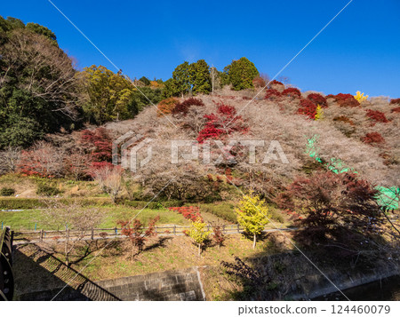 四季櫻花村的河畔景色 四季櫻花村的河畔景色 124460079