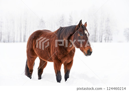 Dark brown horse walks on snow covered meadow, blurred trees in background 124460214