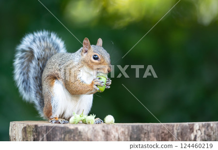 Grey squirrel eating green acorn on a tree stump in autumn Grey squirrel eating green acorn on a tree stump in autumn 124460219