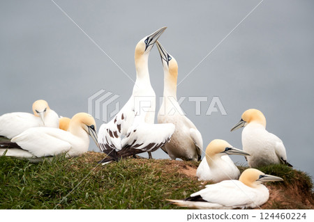 Northern gannets bonding behaviour on a sea cliff 124460224