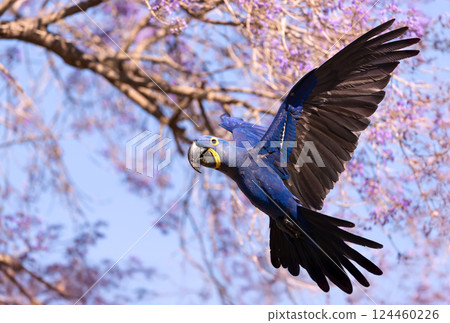 Hyacinth macaw in flight, Pantanal, Brazil 124460226