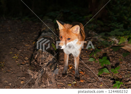 Portrait of a cute red fox standing in a forest at night 124460232