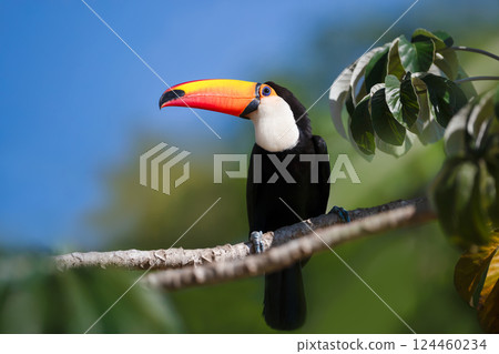 Toco Toucan perched in a tree, Pantanal, Brazil Toco Toucan perched in a tree, Pantanal, Brazil 124460234