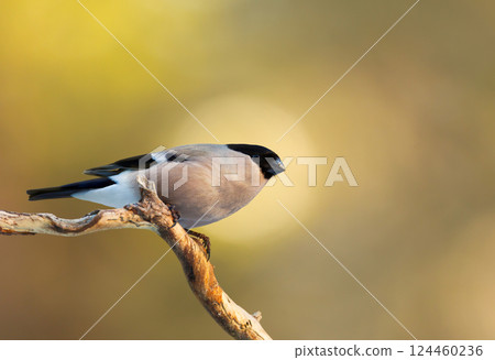 Eurasian bullfinch perched on a tree branch against colourful background Eurasian bullfinch perched on a tree branch against colourful background 124460236