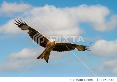 Portrait of a red kite in flight against blue sky 124460238